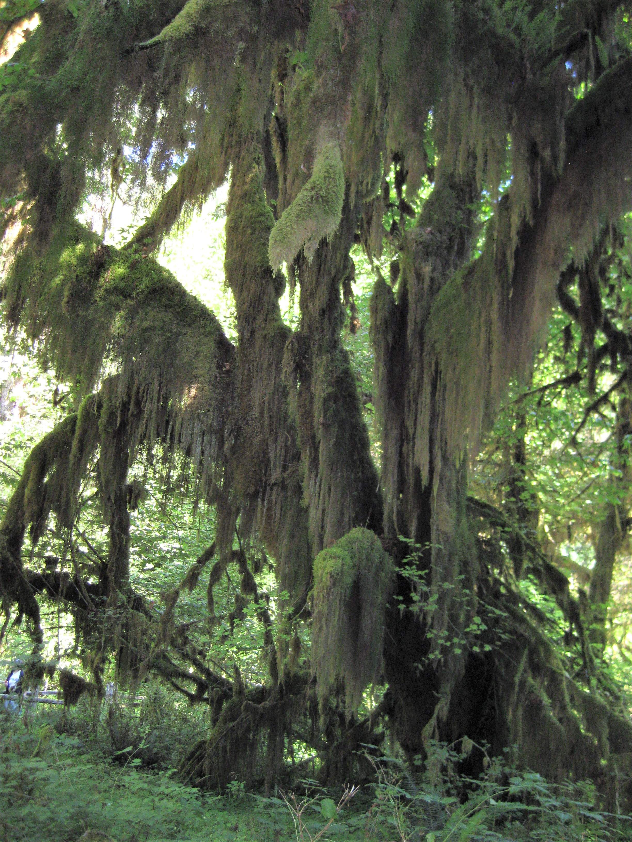 Olympic NP